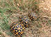 Indian star tortoise