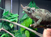 Jackson’s chameleons three horned WOW AMAZING!