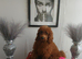 Miniature Poodle.