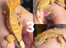 Baby crested geckos for sale