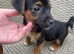 Jack Russel much when lock boy puppies