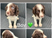 Springer Spaniel puppies