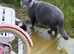 Gorgeous Half British Shorthair Kittens