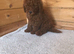 Stunning miniature poodle puppies for sale