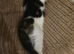 Adorable Kittens looking for a new home