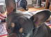 Female French bulldog