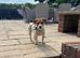 Miniature Female Jack Russell (2.5 years old )