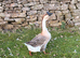 African Gander 2 yr old