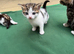 Cute kittens need NEW HOME