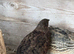 Male quail
