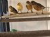 Red factor canary's