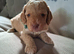 Beautiful Cockapoo Puppies For Sale