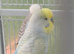 Bonded pair of young cocks
