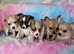 Long & smooth coat chihuahuas