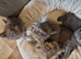 Lasr 3 Ragdoll/russian blue cross