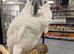 Hand Reared Stunning Umbrella Cockatoo