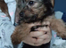 5 beautiful Chorkie pups looking for a forever lovely home 4 girls 1 boy