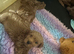 Beautiful f1b Cavapoos puppies