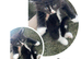 Kittens 7 weeks old mums half maincoon