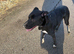 Lurcher