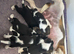 2 Tri girls looking for new homes