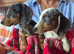 Beautiful dachshund puppy’s