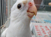 Whitefaced pied cockatiel