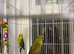 Hi for sale my blackwings pair healthy and active