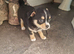 Chihuahua puppy's ready to leave