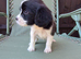 Beautiful Cavapoo Puppies