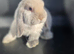 Pure mini lop bunnies