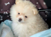 Female Teddy Bear Pomeranian Puppy Croydon