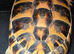 Extra large Hermann tortoise