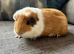 Lovely little boy,with cage, around 15 months old, recently lost his companion