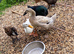 Indian runner / Cayuga duckling Northampton