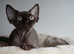 Chocolate Devon rex male kitten