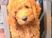 READY NOW……Gorgeous Mini Goldendoodles