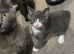 2 male kitten
