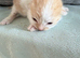 Two little ginger and white males