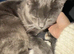 Grey British shorthair mixed