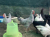 Cream Legbar pure breed cockerels