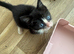 RESCUE KITTEN IN NEED OF LOVING HOME