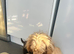 Stunning F1B cockapoo pups