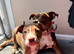 Girl staffy puppy