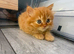 Pedigree British Longhair kittens TICA registered