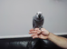 Beautiful Baby African Grey, ready now..