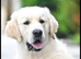 Goldendoodles