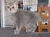 Beautiful, loving well raised kittens