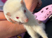 Ferrets