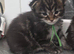 Adorable Maine Coon Kittens Looking for Loving